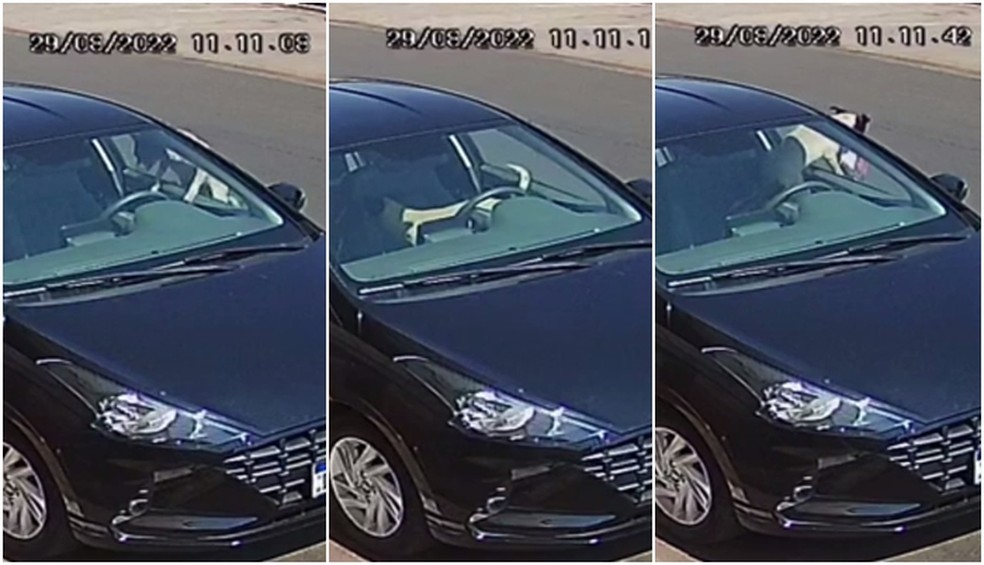 Sequência mostra cachorro furtando marmita de motorista em Pereira Barreto  — Foto: Reprodução/Câmera de segurança 
