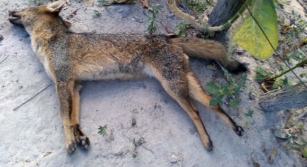 Nos últimos meses foram registrados oito ataques de raposas contra animais e humanos. — Foto: Reprodução/ TV Mirante 