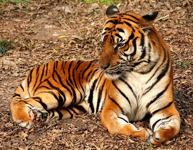 Tigre do sul da China – Panthera tigris tigris (Foto: J. Patrick Fischer/ Wikimedia Commons/ CreativeCommons)