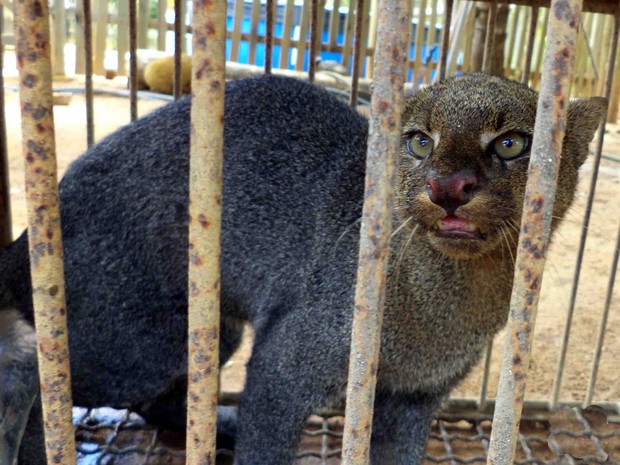 Polícia Ambiental do Espírito Santo disse que o gato-mourisco está em risco de extinção. (Fot Divulgação/ Polícia Militar Ambiental)