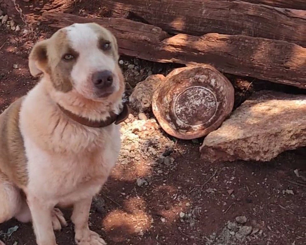 Cachorro foi encontrado amarrado e sem comida e água limpa — Foto: Arquivo pessoal