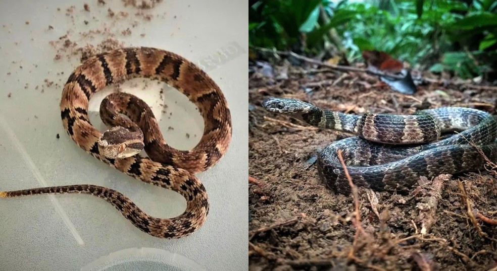 Cobra jararaca e dormideira foram resgatadas em Peruíbe, SP — Foto: Thiago Malpighi