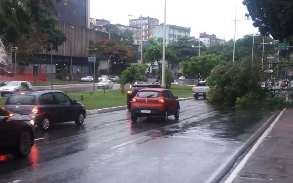 Queda de árvore no Vale de Nazaré, em Salvador — Foto: Arquivo Pessoal 