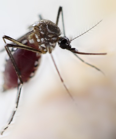 mosquito; dengue; doença (Foto: Thinkstock)