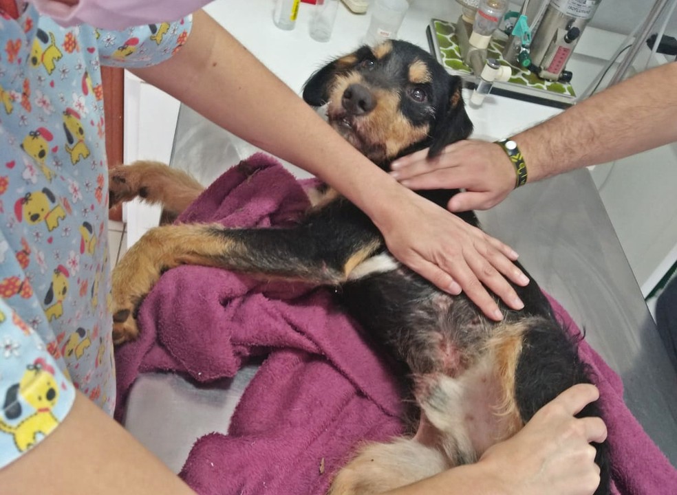 Cachorro atropelado por caminhão passou por atendimento veterinário em Itapetininga  — Foto: UIPA/Divulgação