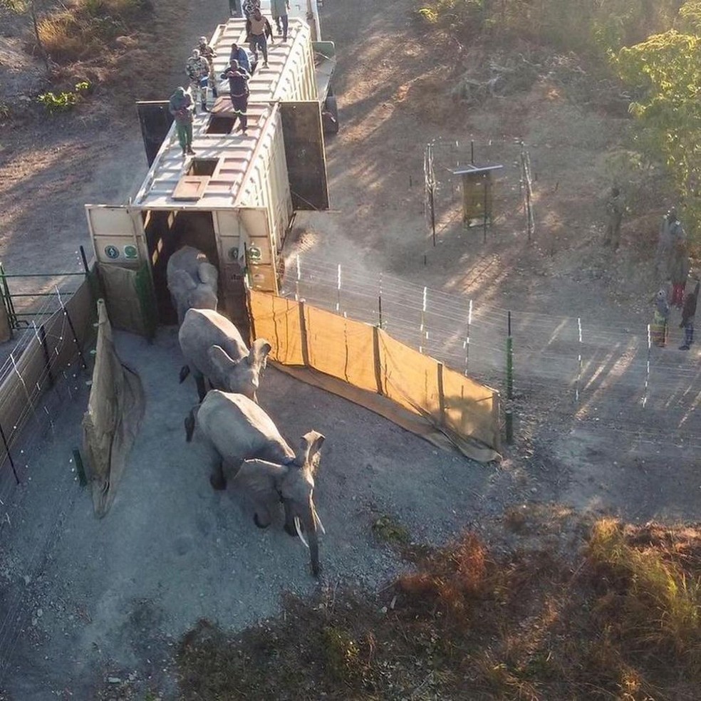  Manada de elefantes chega ao Parque Kasungu, no Zimbábue  — Foto: Reprodução/Instagram African Parks Network