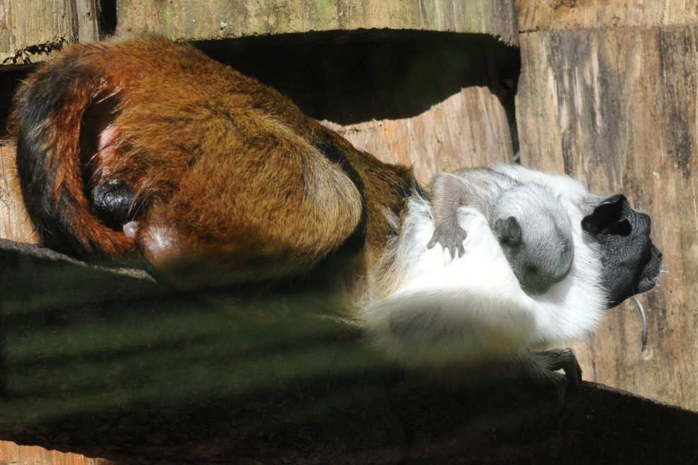 Primata ameaçado de extinção, filhote de sauim-de-coleira nasceu no Zoológico de Brasília. — Foto:  Joel Rodrigues