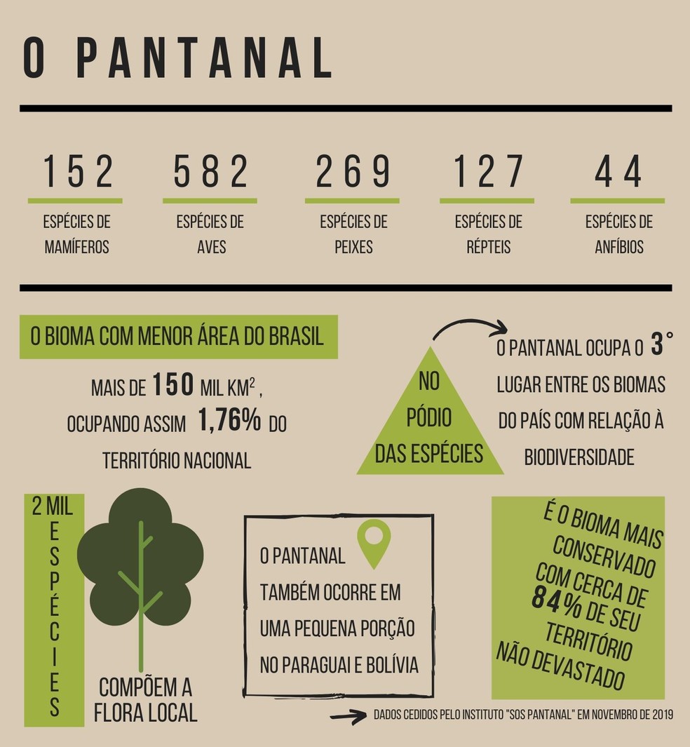 Confira dados sobre o Pantanal e sobre a diversidade de espécies do bioma — Foto: Arte/TG