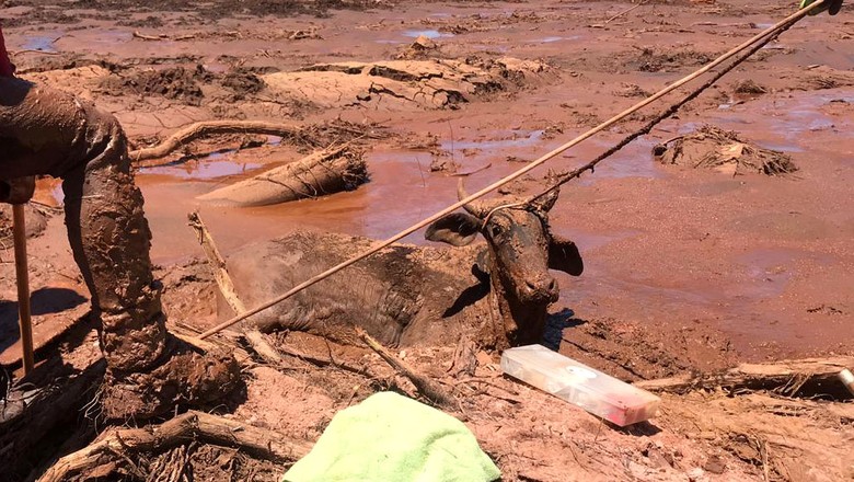 resgate-bovino-brumadinho (Foto: CRMV-MG)