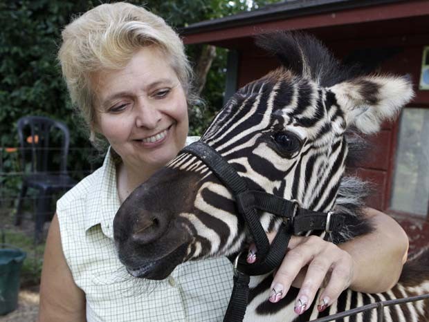 A norte-americana Cindy Huntsman mantém vários animais de estimação exóticos em uma propriedade em Massillon, no estado de Ohio (EUA). Cindy conta, por exemplo, com zebra, píton, puma e dois tigres como bichos de estimação (Foto: Mark Duncan/AP)