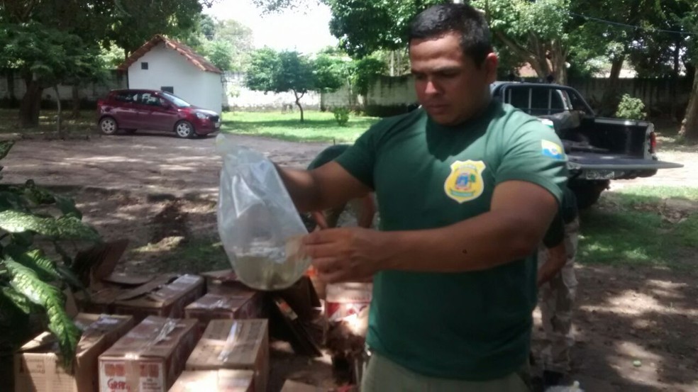 Arlem Lemos, chefe de fiscalização da Semma, ajudou no transporte dos peixes para o campus da Ufopa (Foto: Semma/Divulgação)