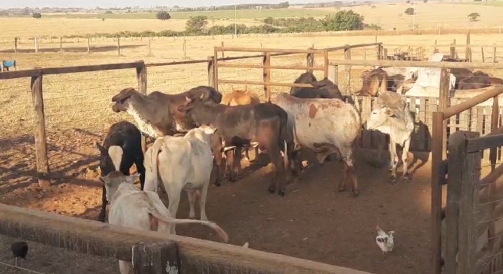 Animais furtados estavam em propriedade rural de Cedral — Foto: Divulgação/Polícia Ambiental 