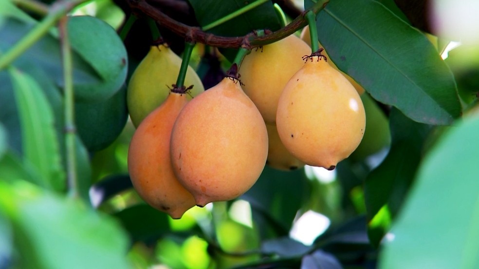 Mangostão e achachairu são cultivados no interior de SP  — Foto: Reprodução/TV TEM