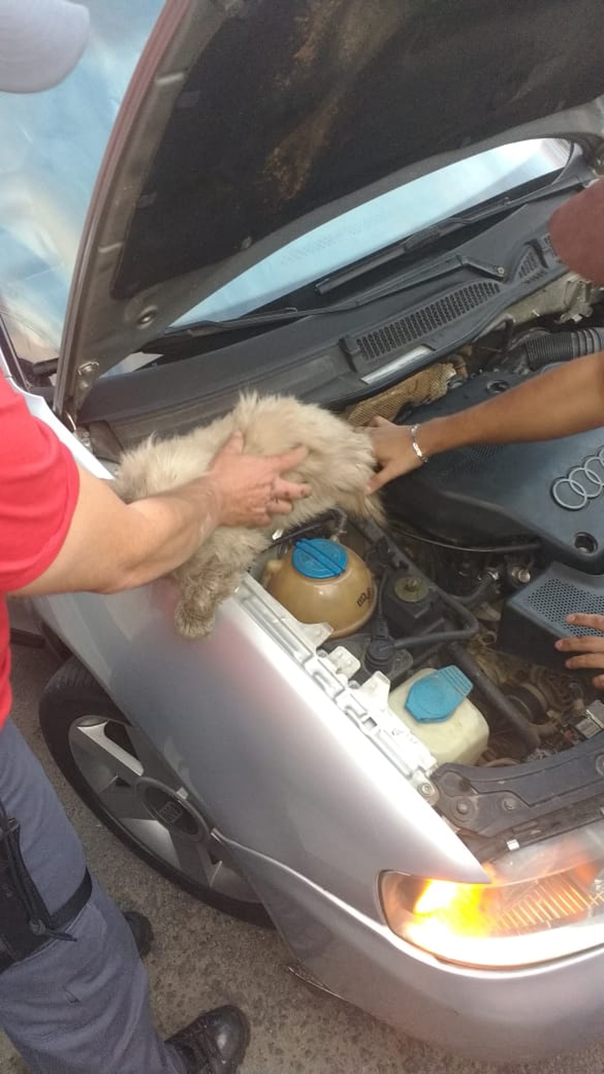 Bombeiros resgatam gato preso no motor de veículo em Barbacena | Zona 