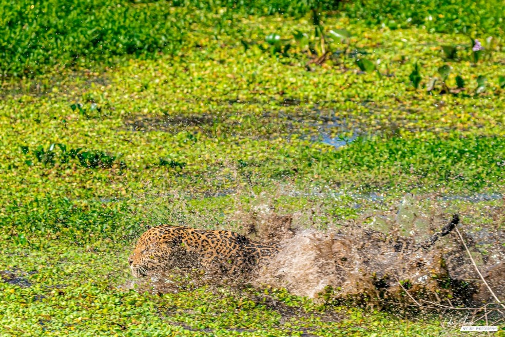 Na água, onça tenta capturar jacarés — Foto: Edir Alves/Foto