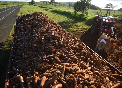 agricultura_mandioca_carregamento (Foto: Ernesto de Souza / Ed. Globo)
