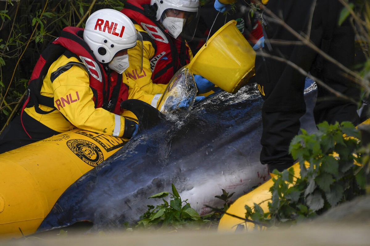 A young whale lost in the Thames is sacrificed  Scientist