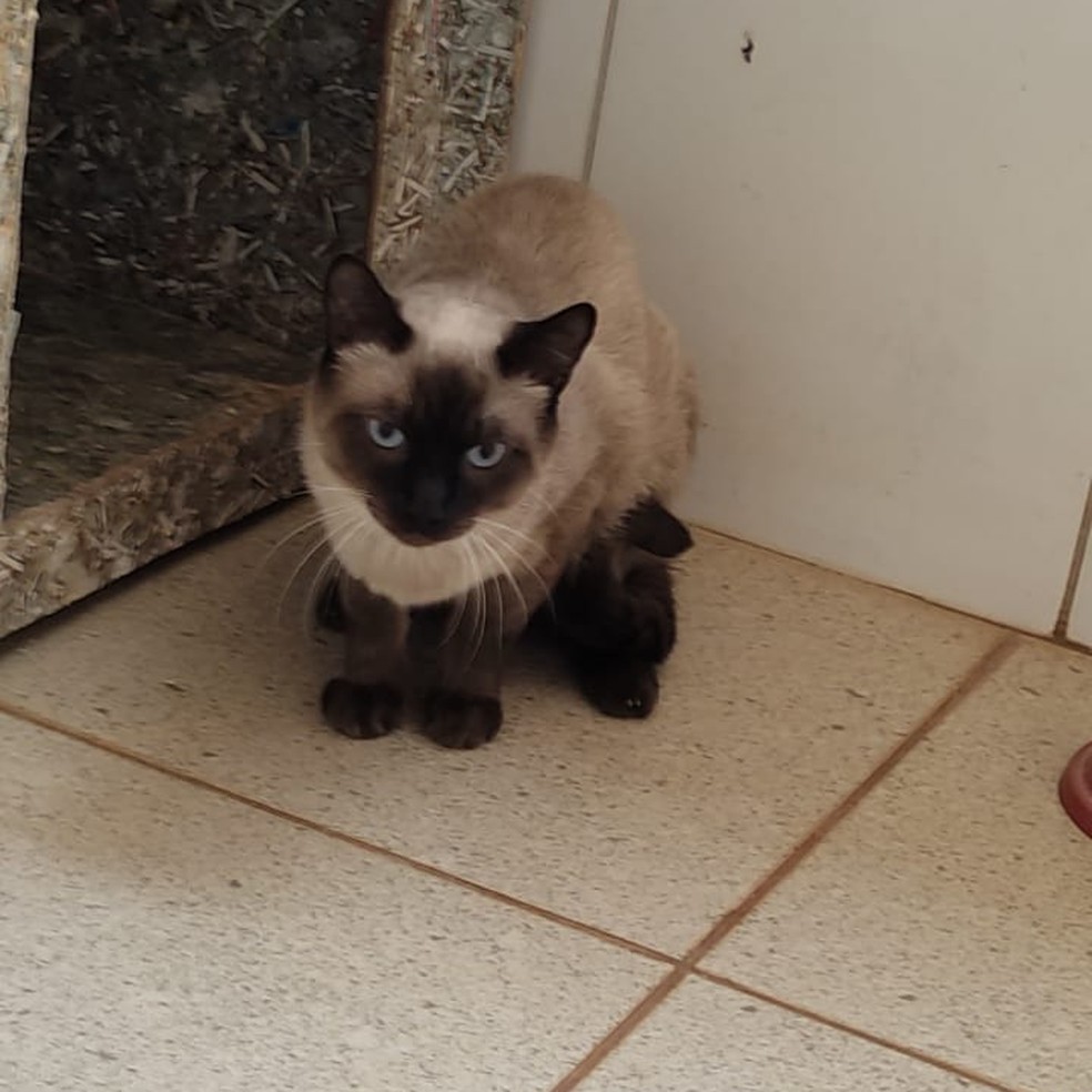 Cães e gatos estarão disponíveis para adoção — Foto: Codevida/Divulgação
