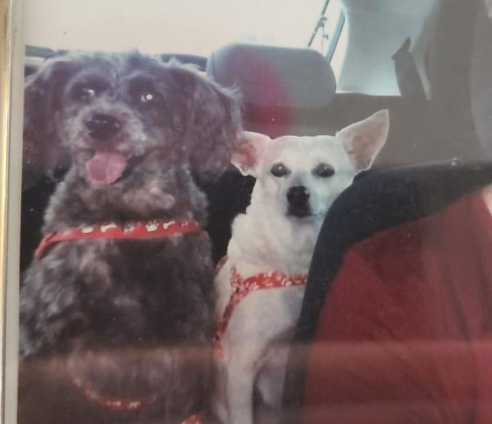 Cachorros Pelúcio e Maria Clara foram levados por bandidos durante roubo de carro em Natal — Foto: Cedida