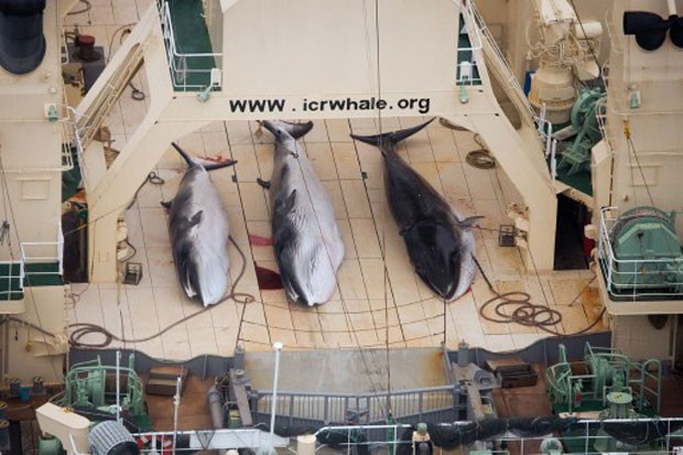 Imagem feita pelo braço australiano da ONG Sea Shepherd mostra três exemplares de baleia-de-minke capturados pelo navio japonês Nisshin Maru (Foto: Tim Watters/Sea Shepherd/AFP)