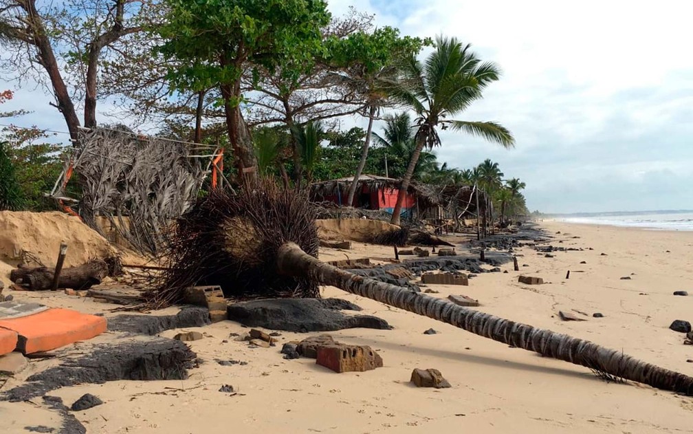 Coqueiro caído na praia em Prado após ressaca do mar (Foto: Site Prado Notícia)