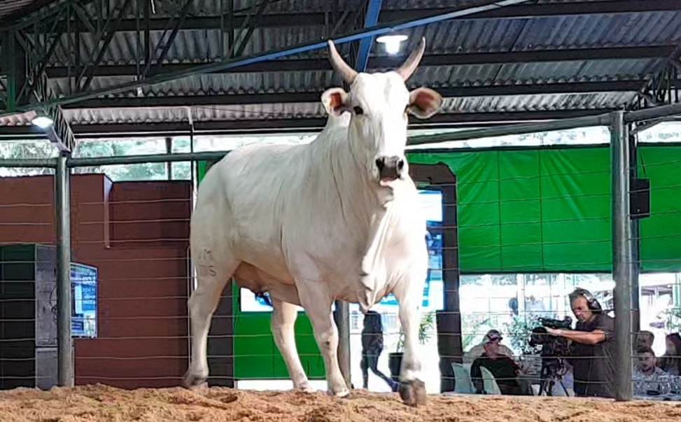 Vaca nelore Toalha FIV: a fêmea mais cara vendida em Uberaba   (Foto: Divulgação)