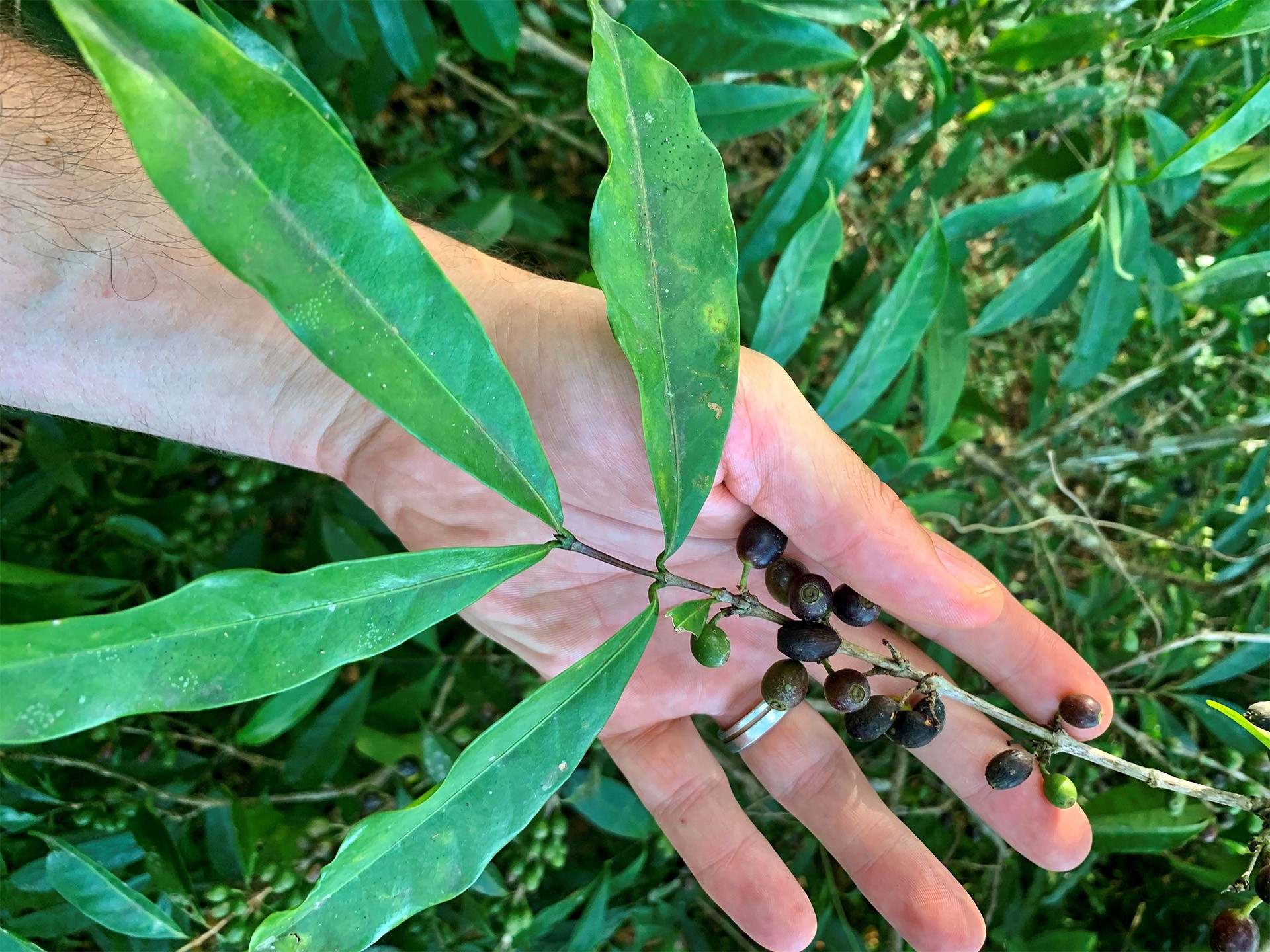A planta que pode salvar a produção mundial de café thumbnail