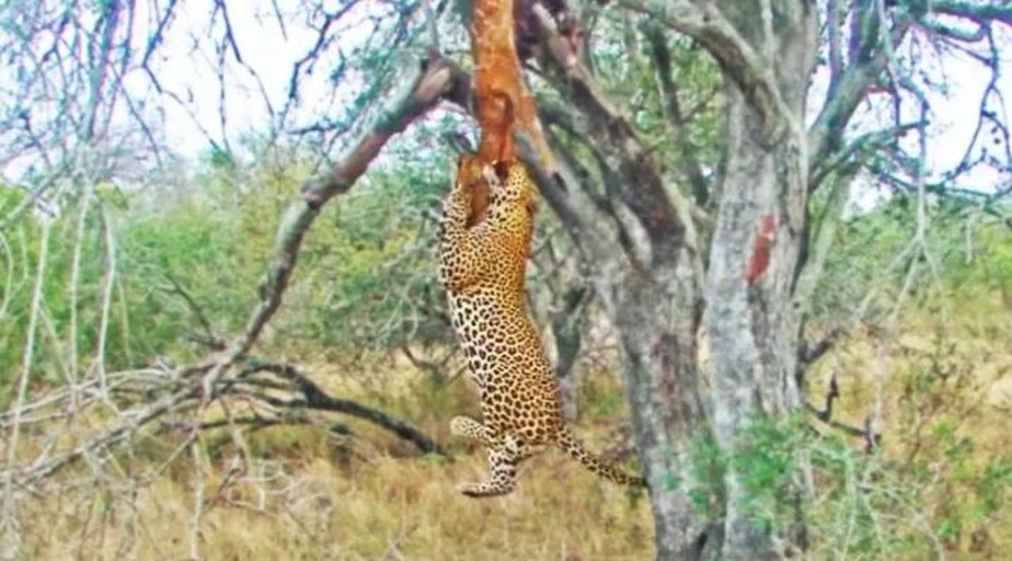 O momento de um Leopardo devorando uma Inhala foi registrado em um parque na África do Sul