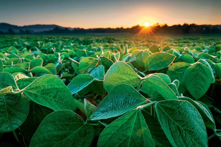 Um agricultor, buscando o aumento da produtivid