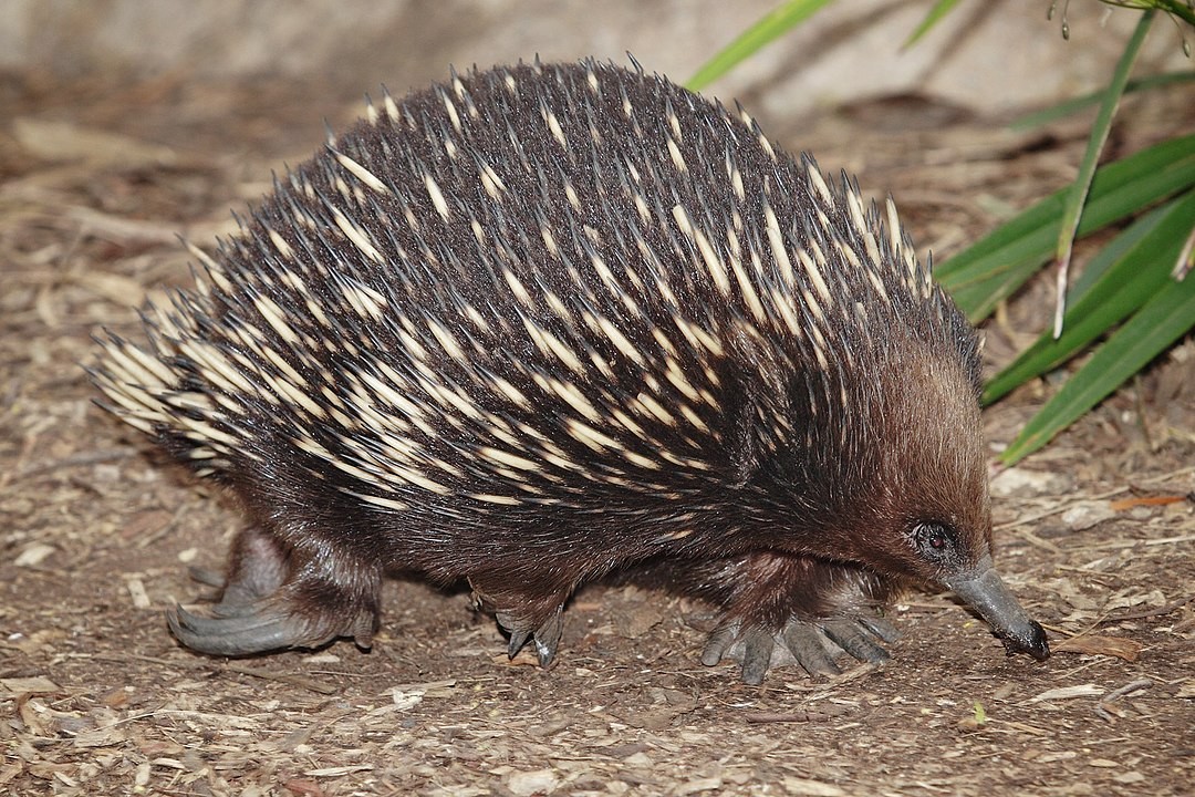 Equidnas são mamíferos com espinhos que parecem porcos-espinhos menores e redondos  (Foto: Wikimedia Commons )