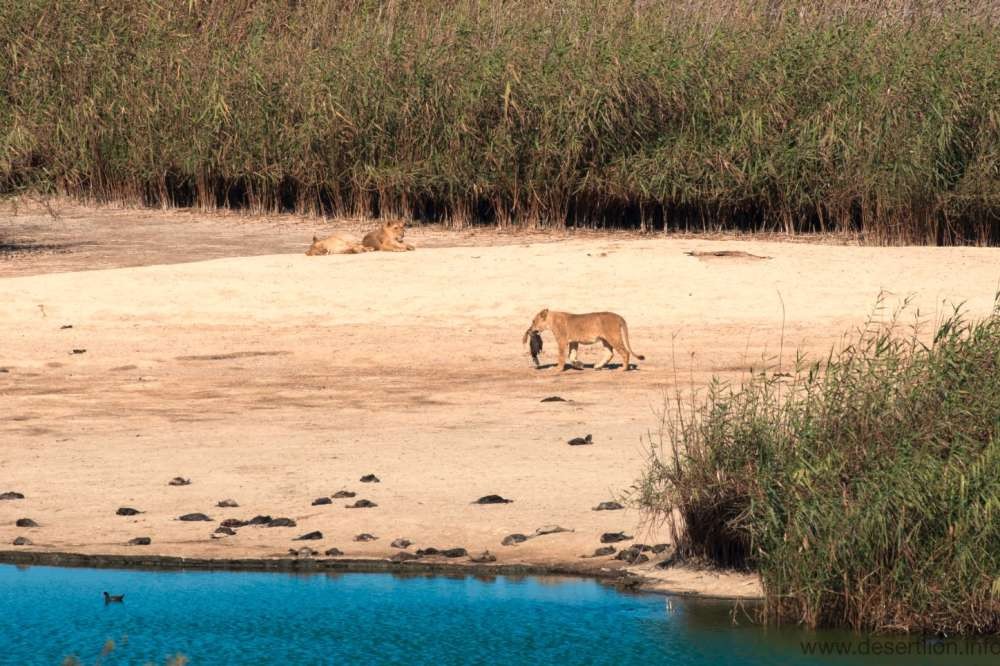 Leão do deserto da NamÃ­bia perto da costa (Foto: The Namibian Journal of Environment)