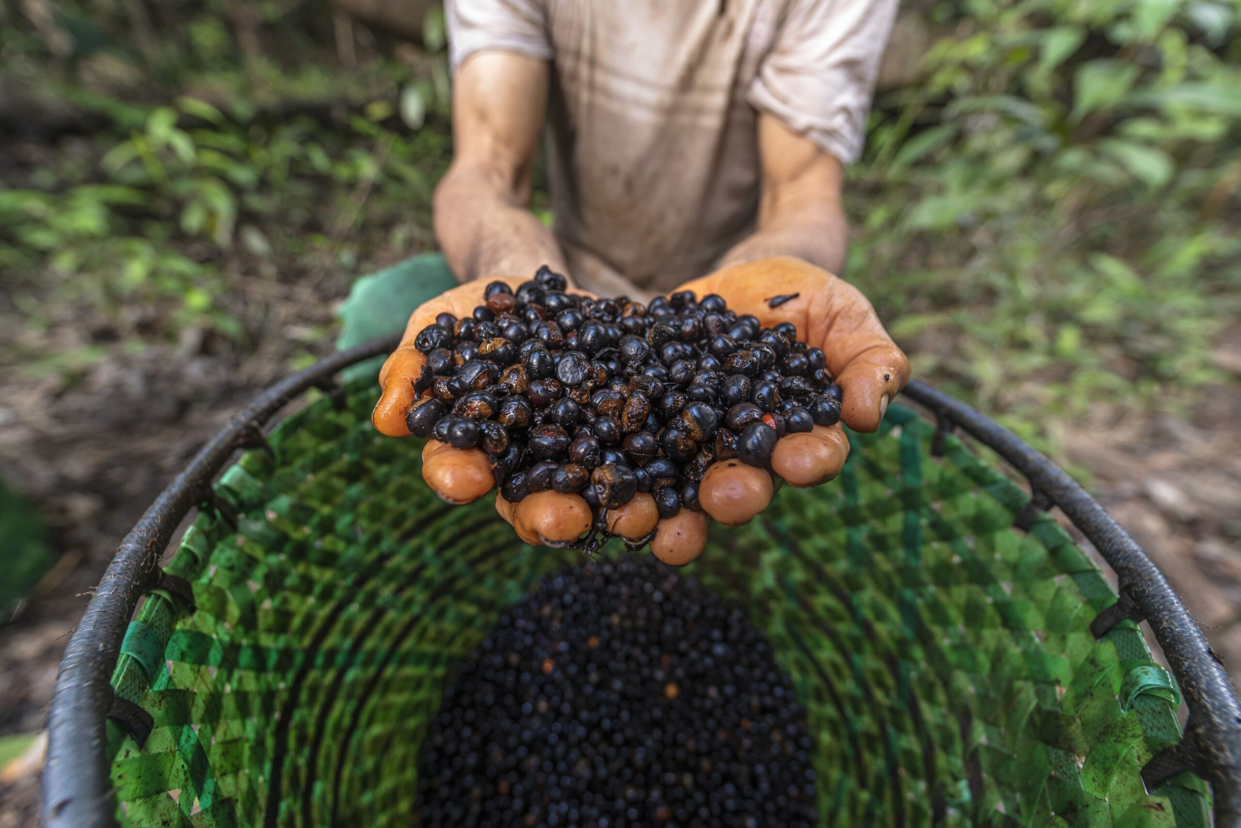 Edital disponibiliza até R$ 100 mil para projetos de desenvolvimento sustentável na Amazônia 