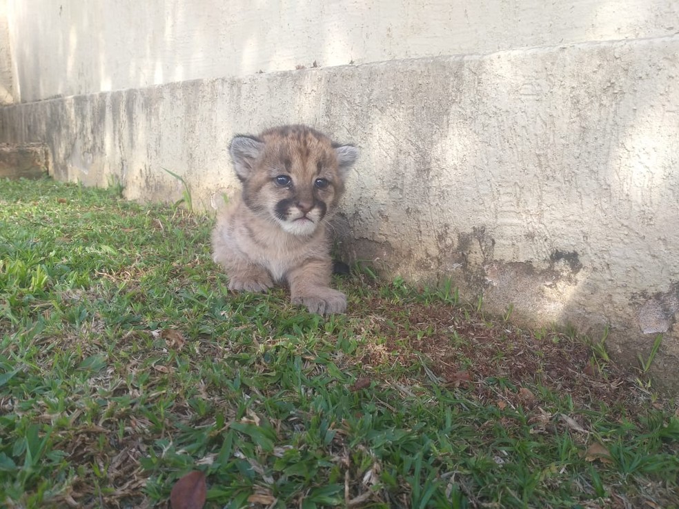 Pumas estão sob os cuidados do Grupo de Estudos de Animais Silvestres e Hospital Veterinário da UPF — Foto: UPF/Divulgação