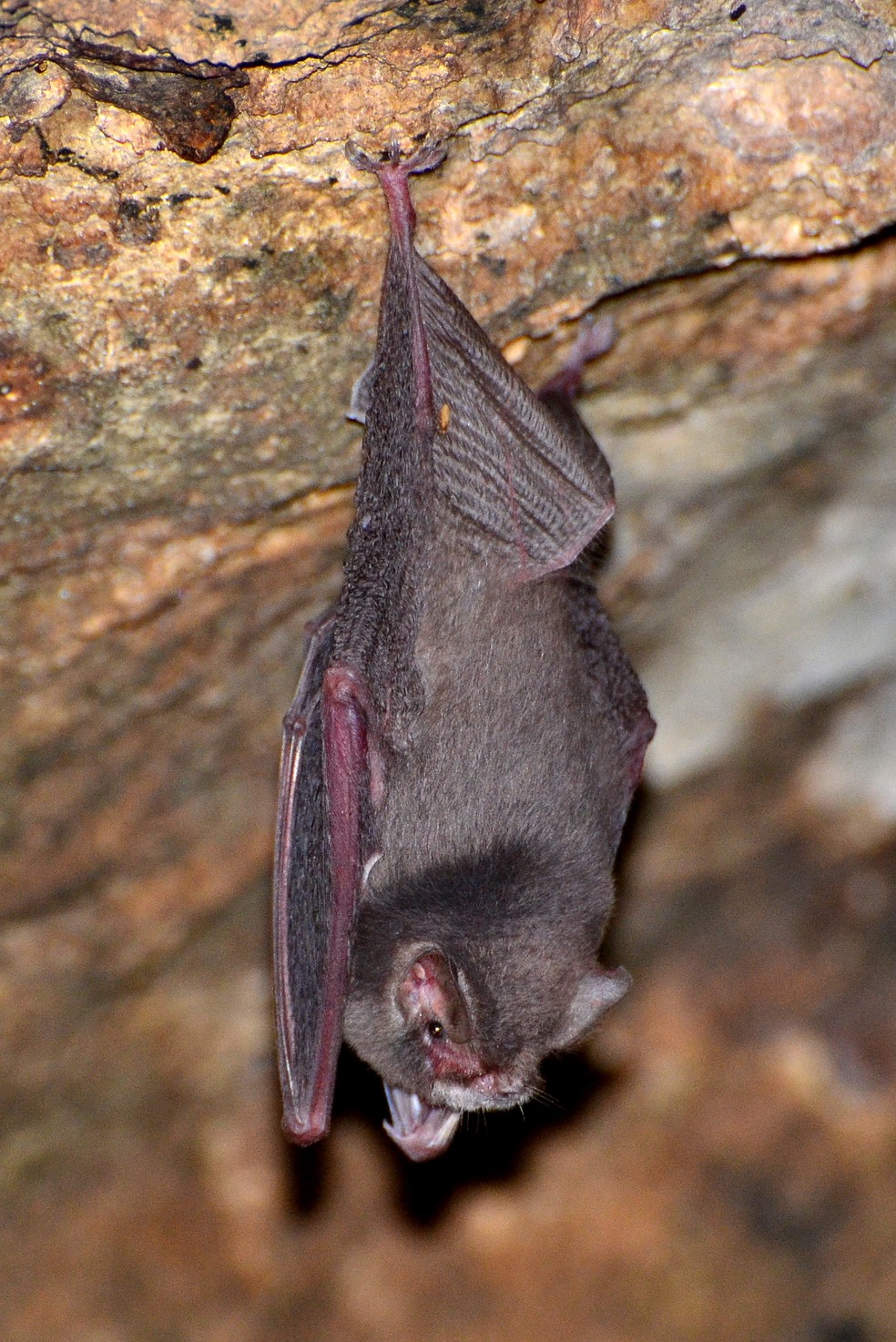 Morcego mede cerca de quatro centímetros, com o antebraço de 3,5 centímetros. — Foto: Juan Carlos Mena