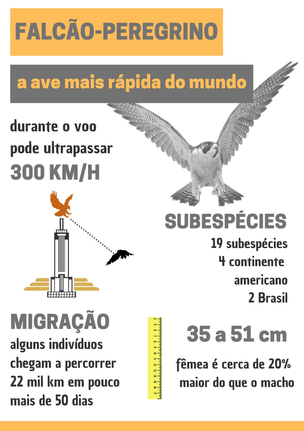 Apos Cruzar O Mundo Falcao Peregrino Surge Em Predio No Interior De Sp Terra Da Gente G1