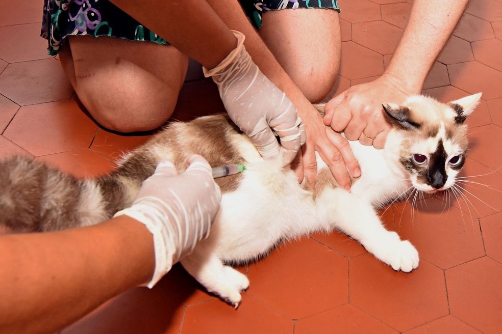 Vacinação antirrábica para cães e gatos acontece até o dia 18 de outubro em Natal — Foto: Maurício Alexandre