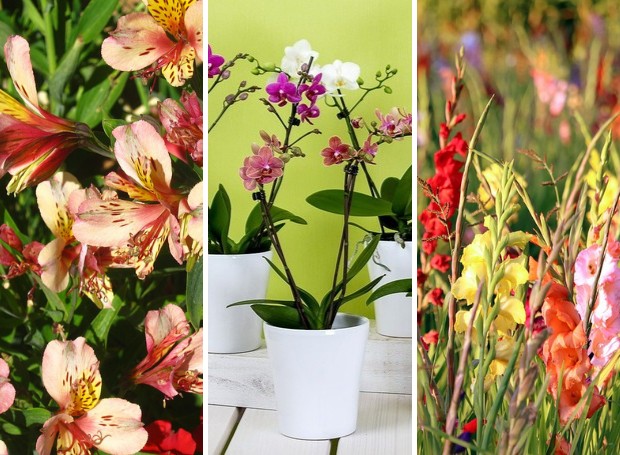 Flores de agosto: dicas de espécies para comprar no mês (Foto: Pixabay | Montagem: Casa e Jardim)