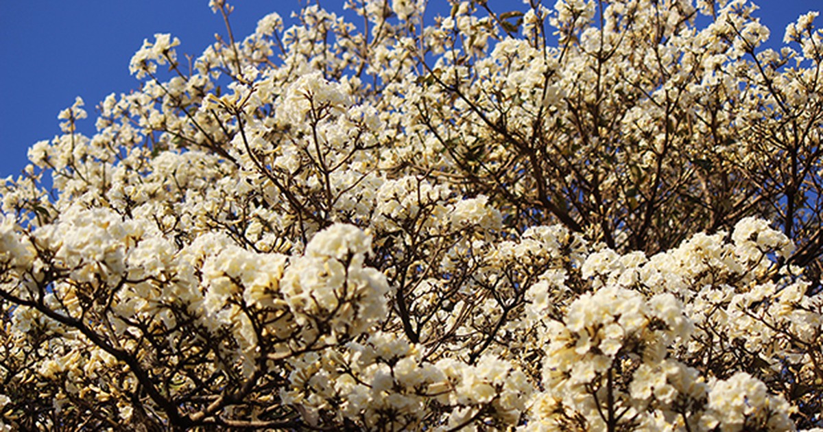 Ipê-branco chama a atenção pela beleza e florada dura até quatro dias -  notícias em Flora - G1