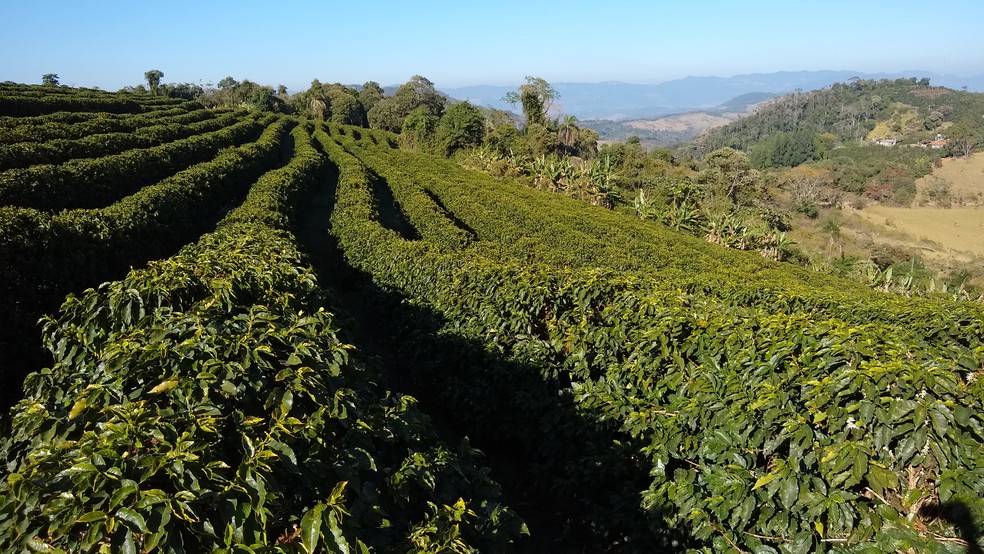 Plantação de café no Sul de Minas Gerais — Foto: Filipe Martins 