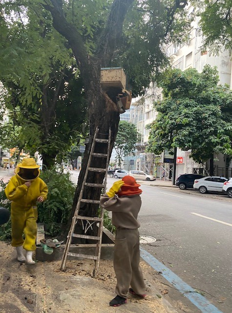 Cena de Ipanema ontem à tarde: um enxame de abelhas invadiu apartamentos na Visconde de Pirajá