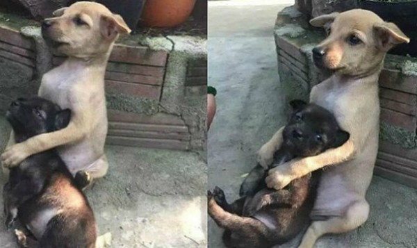 Cachorros se tornam inseperáveis após adoção por budistas na China (Foto: Reprodução/Weibo)