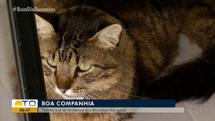 Tutores mostram como é a rotina na companhia dos gatos de estimação