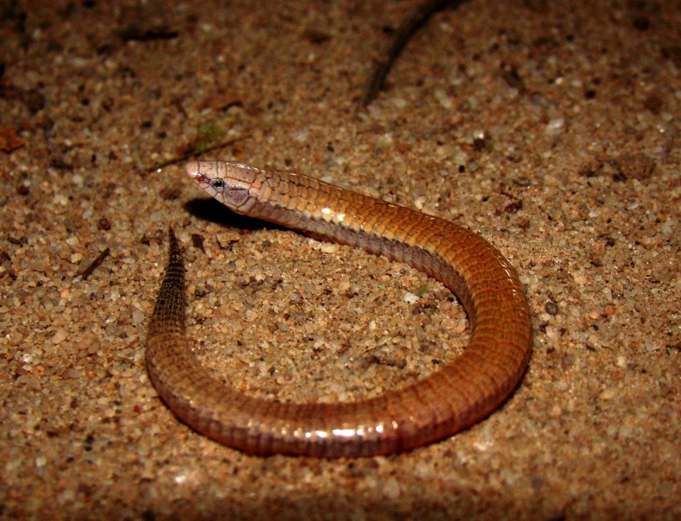 Descoberta Lagarto Escrivao E Novo Reptil Exclusivo Do Brasil Terra Da Gente G1