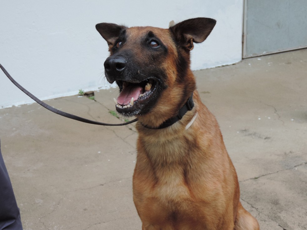 Cão Kauê, já aposentado, foi um dos mais 'famosos' na região de Presidente Prudente — Foto: Arquivo/G1