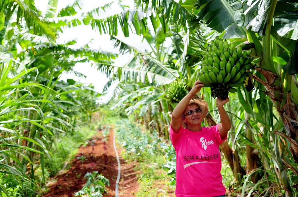 Produtora rural do DF colhe cachos de banana — Foto: Emater-DF/Divulgação