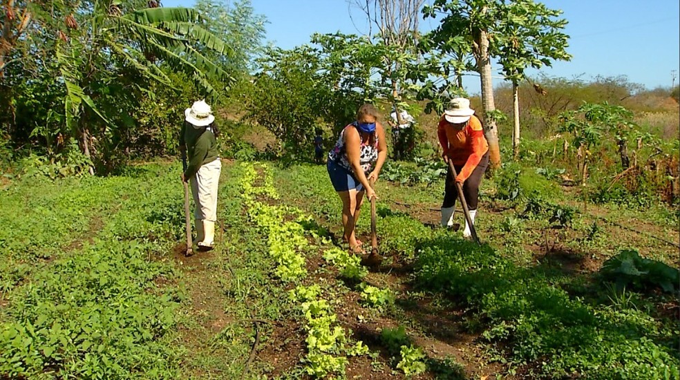Trabalho com a terra tamb&eacute;m trouxe outro fruto importante: a independ&ecirc;ncia financeira para as mulheres do campo &mdash; Foto: Reprodu&ccedil;&atilde;o