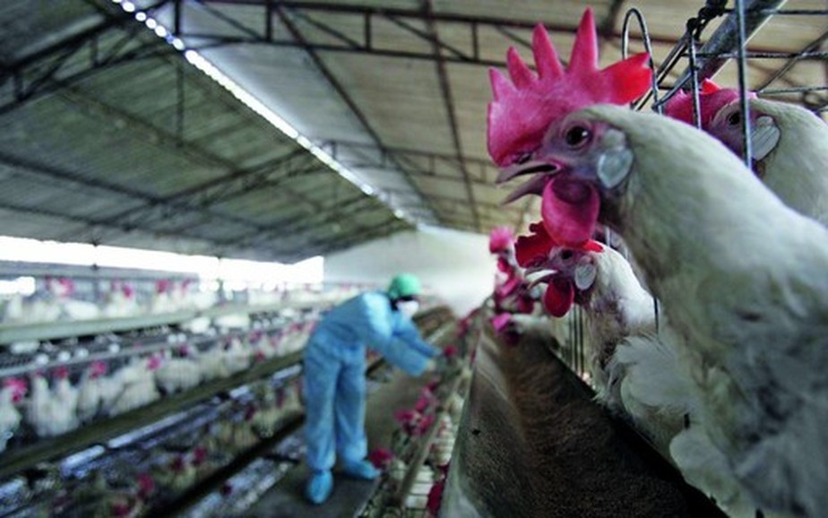 Disseminação do vírus é uma preocupação para os governos e para a indústria avícola, pois interrompe o abastecimento