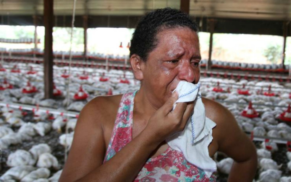 Agricultora ganha mais de R$ 14 mil de indenização por morte de 7 mil frangos após queda de energia no AC — Foto: Alexandre Lima/Arquivo pessoal