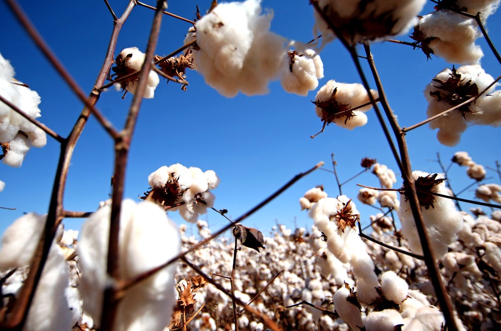 Lavoura de algodão na Bahia, um dos principais estados produtores do Brasil — Foto: Ernesto Rodrigues/Agência Estado
