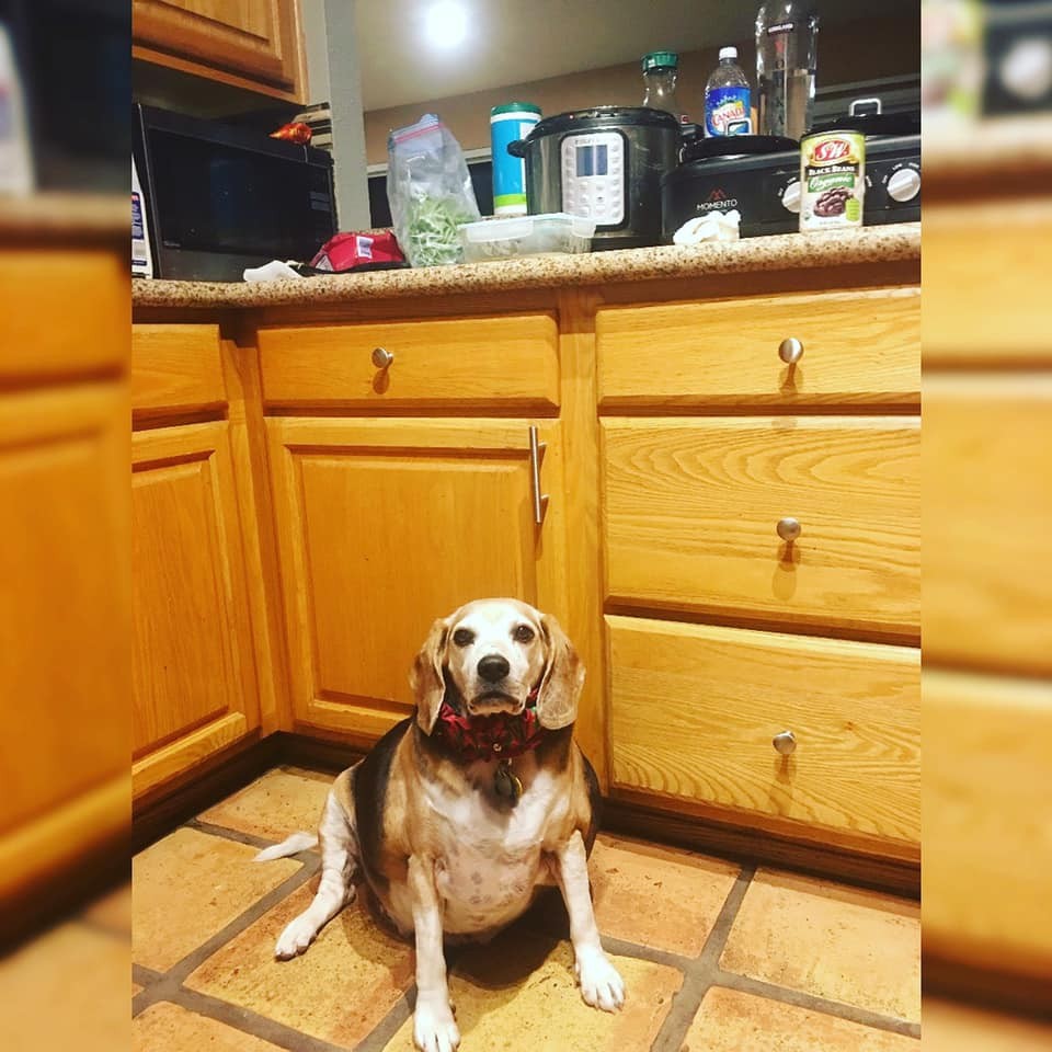 Wolfgang, beagle obeso (Foto: Reprodução/Instagram)